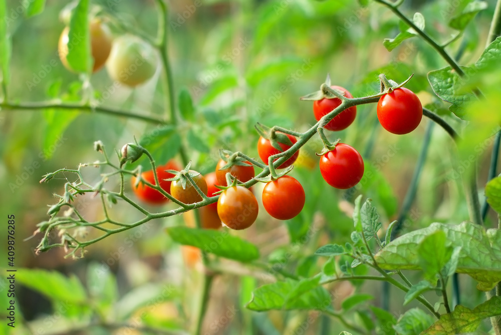 Cherry tomatoes growing on the vine in the garden