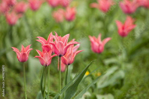 Fototapeta Naklejka Na Ścianę i Meble -  Flowering spring meadow with tulips.