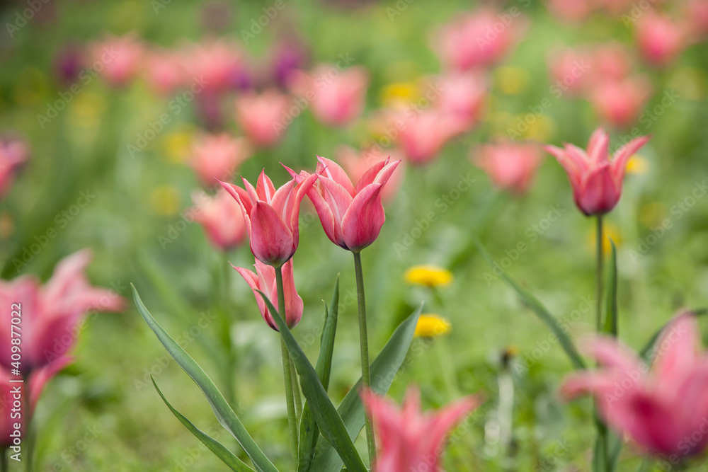 Flowering spring meadow with tulips. Flowering spring meadow with tulips.