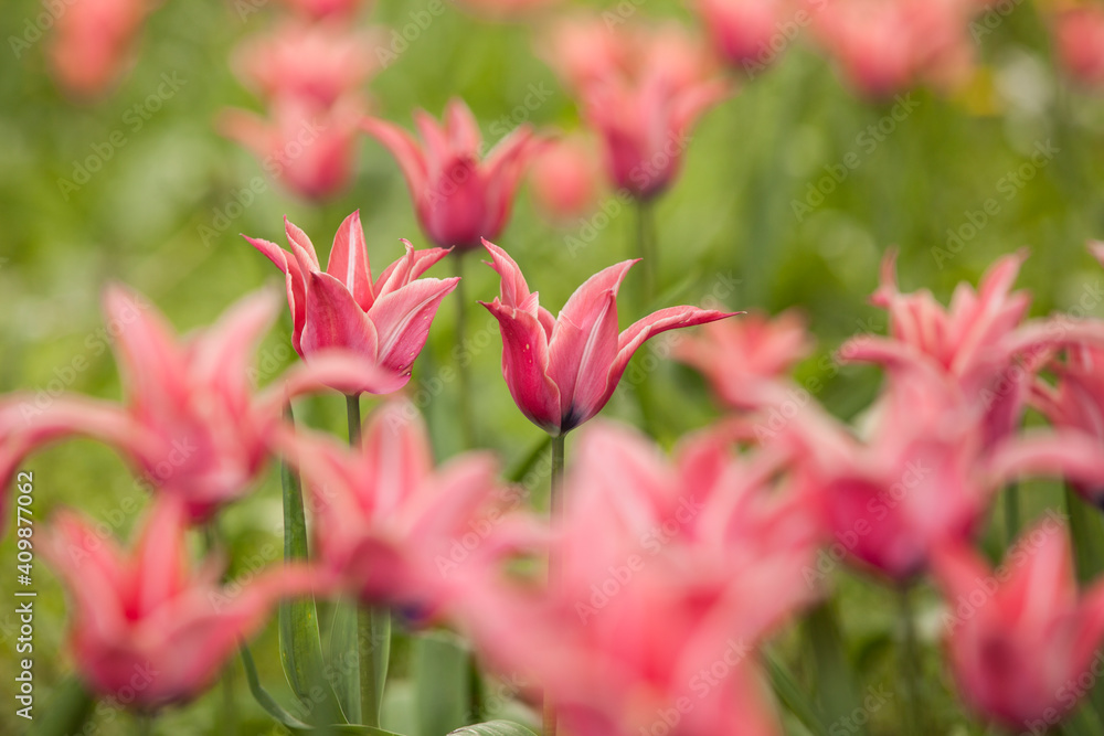 Flowering spring meadow with tulips. Flowering spring meadow with tulips.