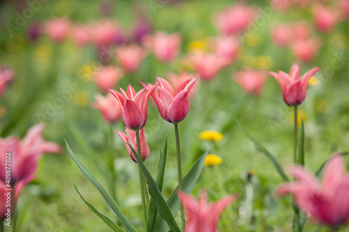 Flowering spring meadow with tulips. © Radoslaw Maciejewski