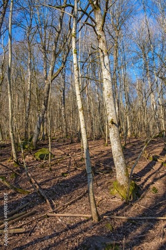 Spring sunshine in a deciduous forest