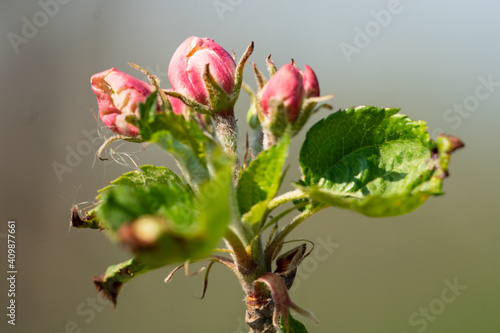 Apfelblüte