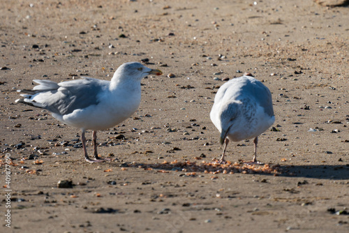 Möwe 2