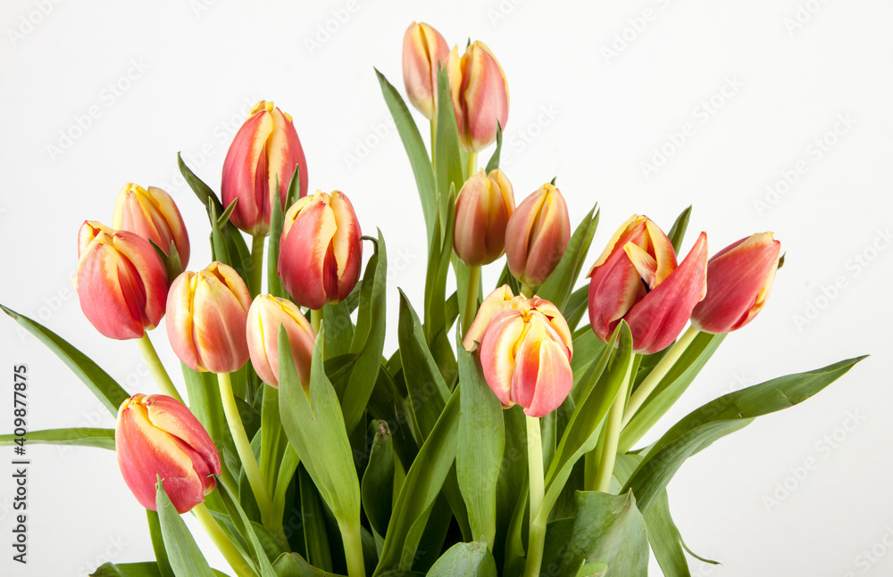 Bouquet of fresh spring tulips isolated on white background. View of another flower in the portoflio. Bouquet of fresh spring tulips isolated on white background. View of another flower in the portoflio.