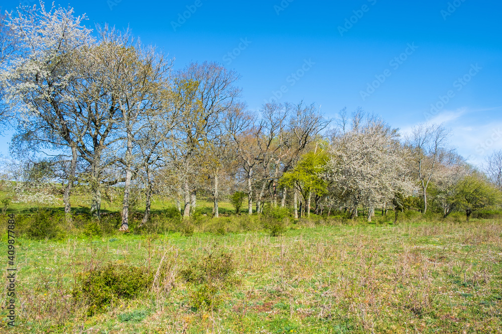 Lush deciduous trees in a beautiful sunny landscape in spring