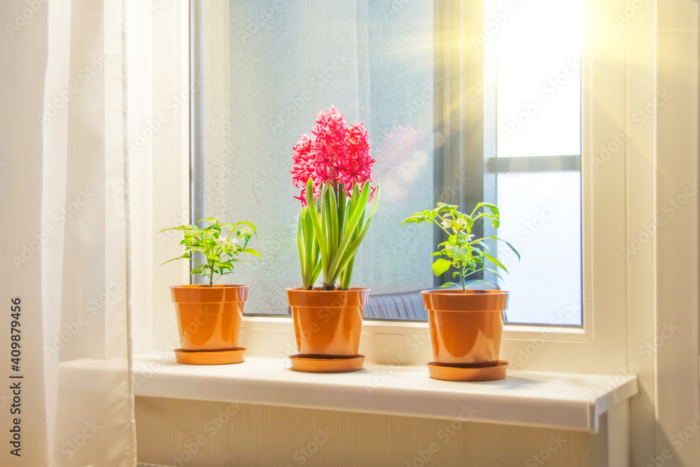 Three pink purple hyacinths and indoor decorative peppers on the windowsill in the apartment illuminated by the sunshine from the balcony.