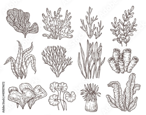 Obraz na płótnie Sketch seaweed