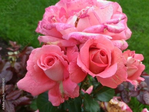 pink roses in garden