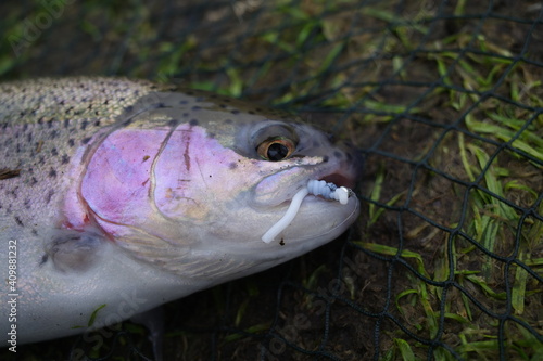 rainbow trout caught