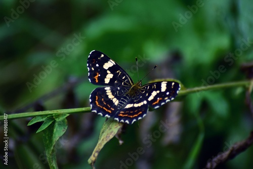 Limenitis camilla insect sitting on a plant. white admiral in the summer sunlight