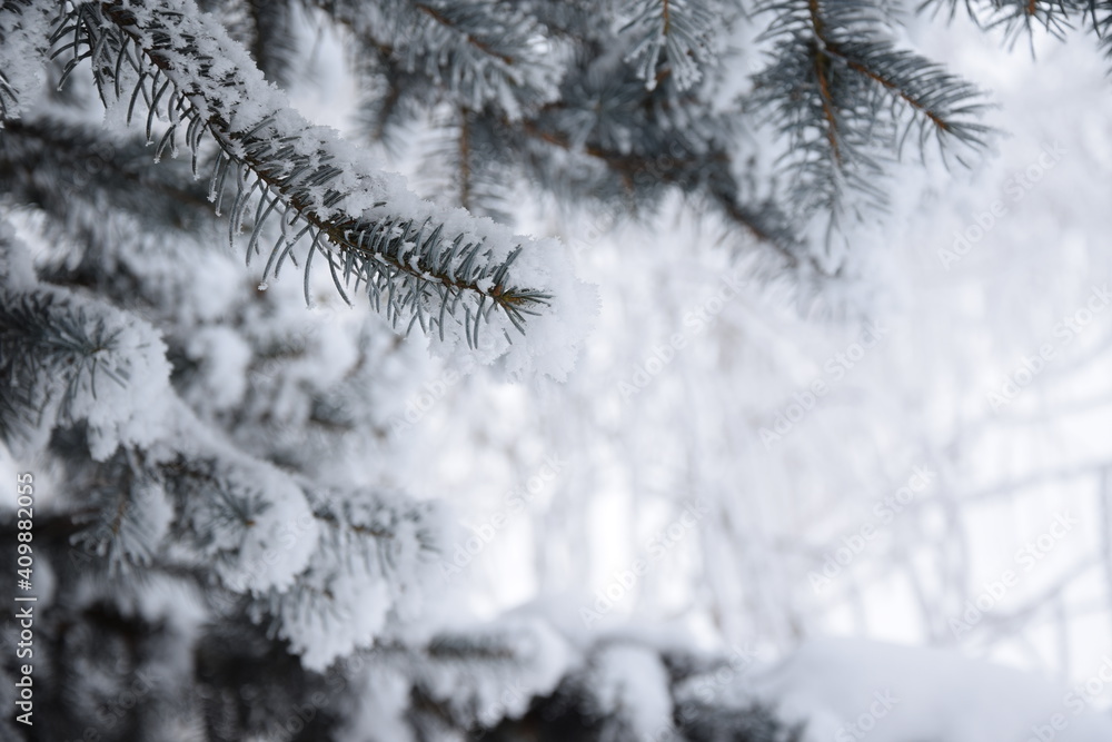 Spruce snow covered and winter garden blurred background with space for text