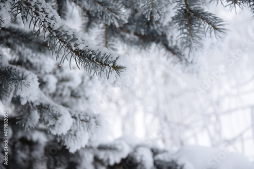 Spruce snow covered and winter garden blurred background with space for text