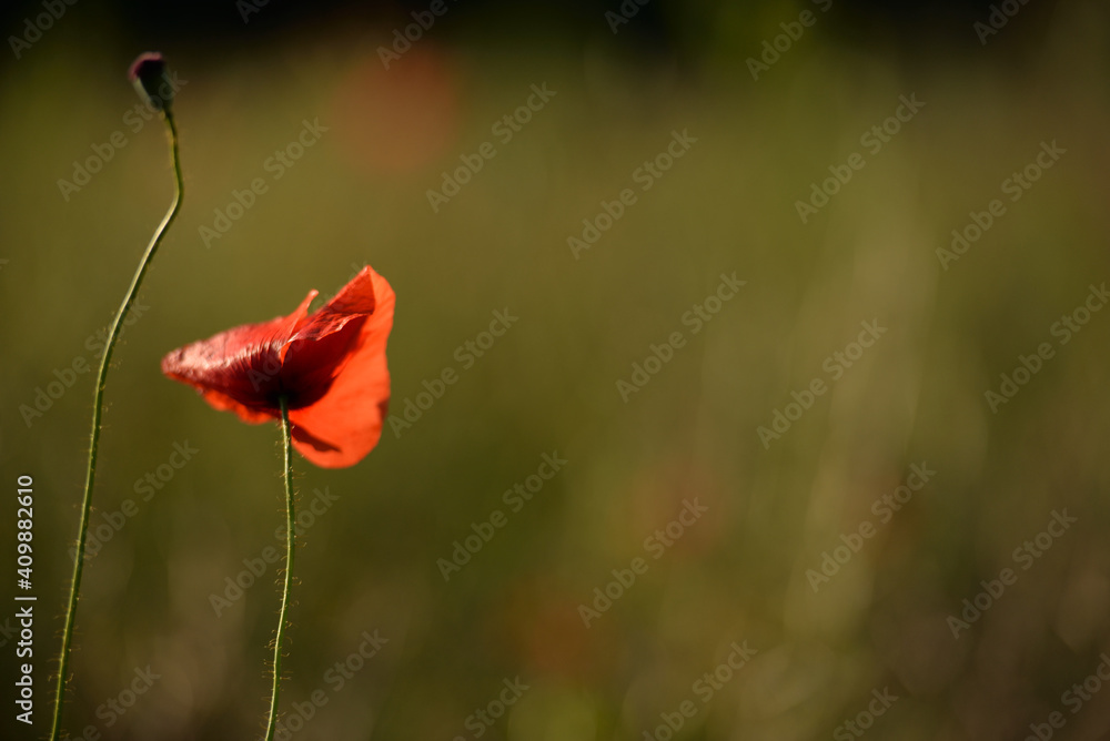 Obraz premium Poppies growing on Moravian meadow