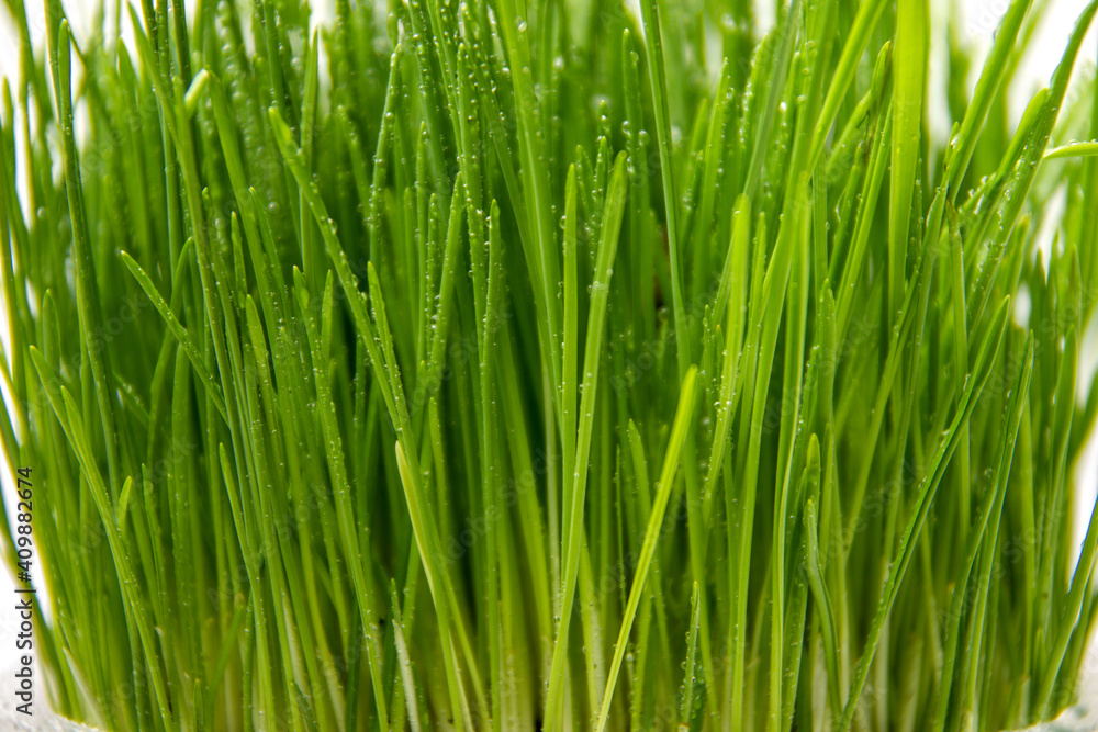 Green Grass. Fresh green spring grass with dew drops closeup, texture, background. Green Grass. Fresh green spring grass with dew drops closeup, texture, background.