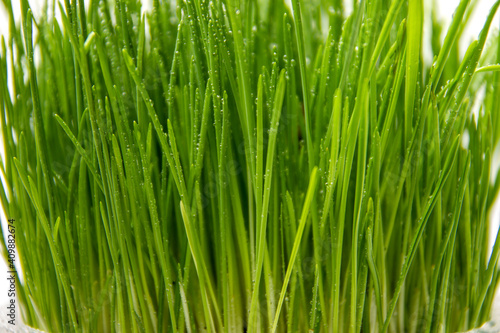 Green Grass. Fresh green spring grass with dew drops closeup, texture, background. 