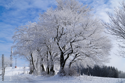 trees in winter