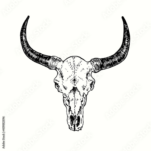 Bull skull, front view. Ink black and white drawing. Vector illustration