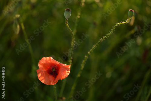 Poppies growing on Moravian meadow