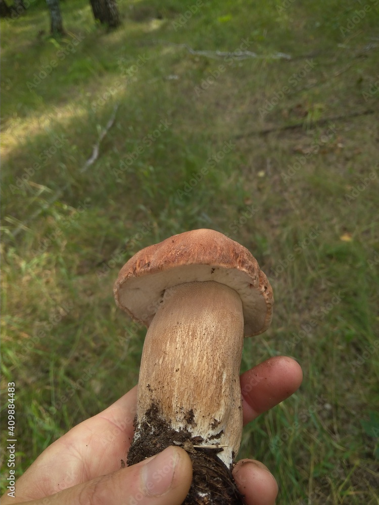 a hand holds an edible mushroom in the forest a hand holds an edible mushroom in the forest