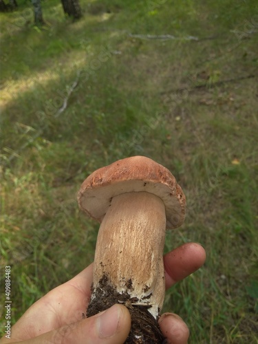 a hand holds an edible mushroom in the forest