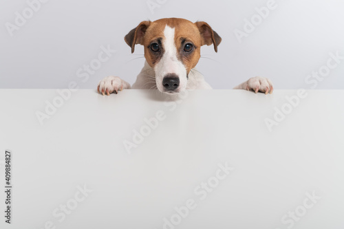 Gorgeous purebred Jack Russell Terrier dog peeking out from behind a banner on a white background. Copy space © Михаил Решетников