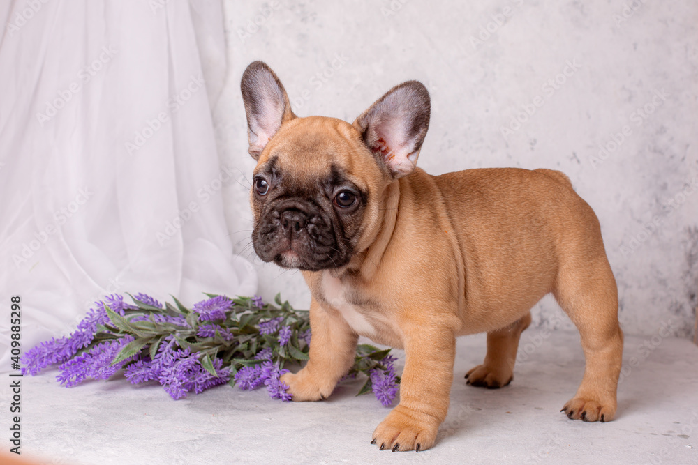 a French bulldog puppy stands on a gray background with flowers
