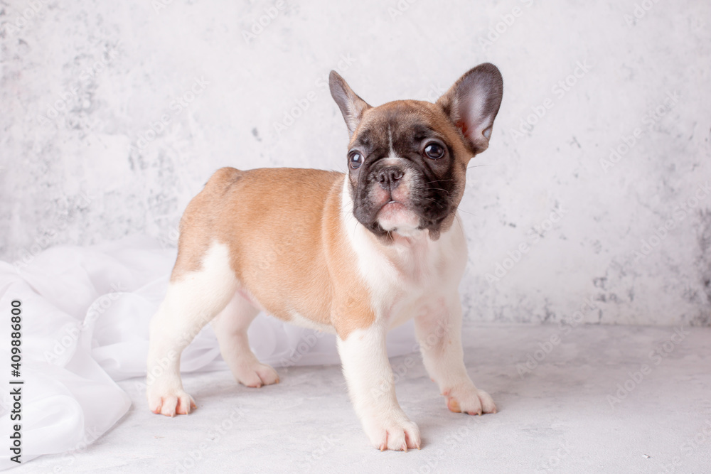 a French bulldog puppy stands on a gray background a French bulldog puppy stands on a gray background
