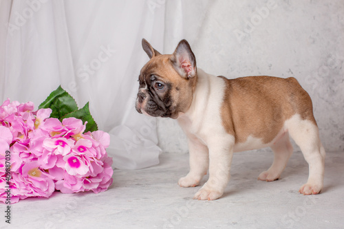 a French bulldog puppy stands on a gray background with flowers