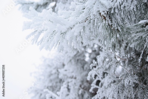 Pine branches hoarfrosted, rime and snow, winter garden view, winter background with white copy space