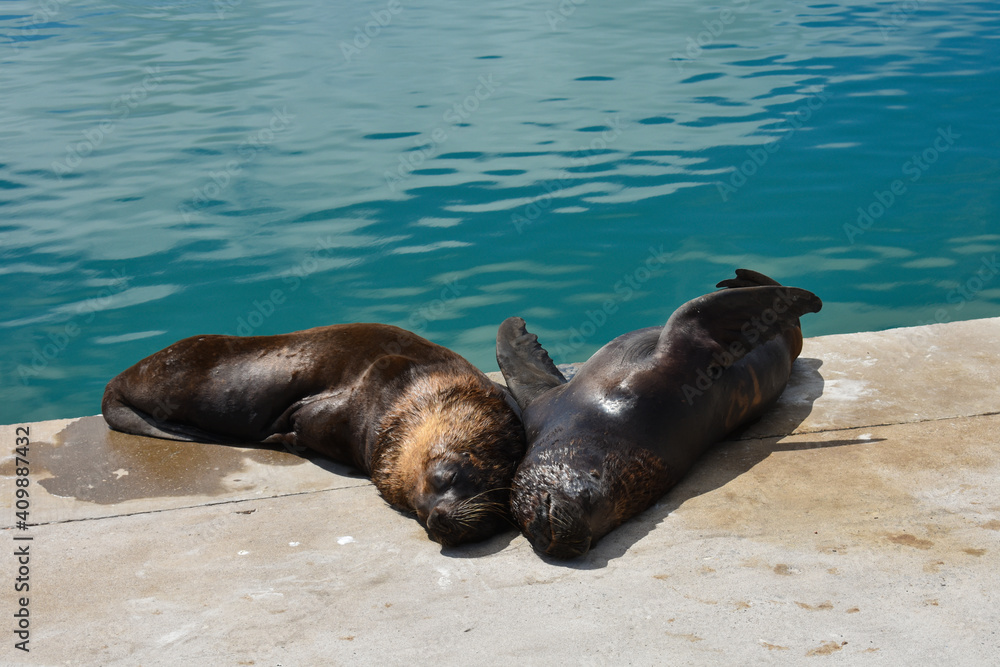 Obraz premium Sea lions sleeping together in the harbor