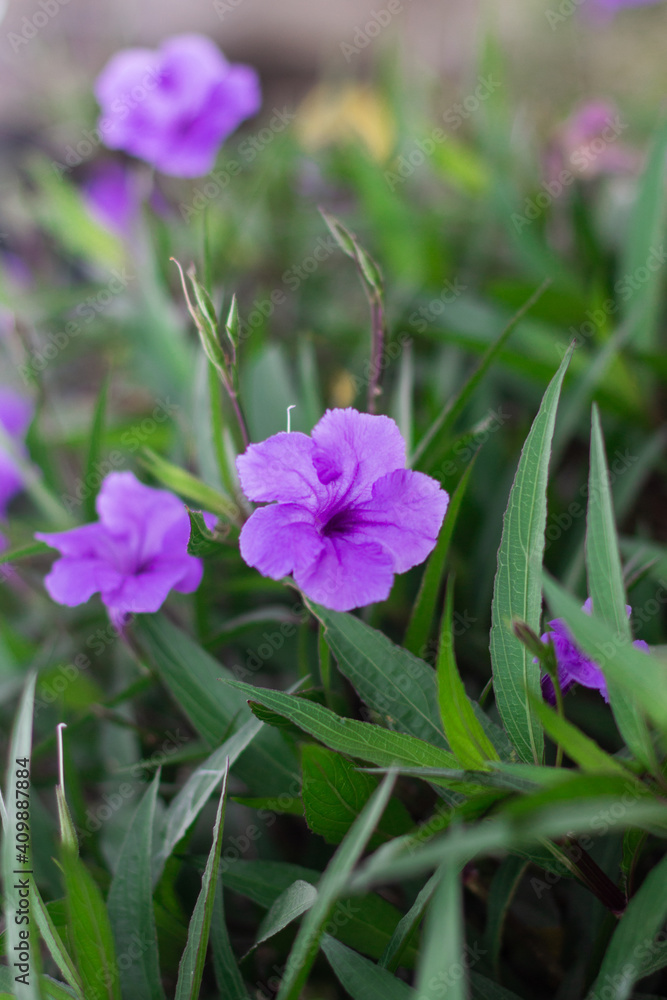Purple flowers on a green background. Spring and summer background. Landscape design Purple flowers on a green background. Spring and summer background. Landscape design