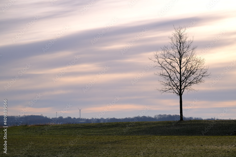 Fototapeta premium Einzelstehender Baum steht auf einer Wiese