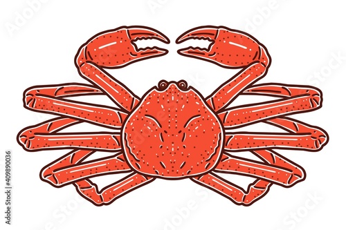Snow crab. Colored vector illustration.