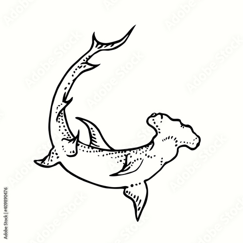 Great Hummerhead shark, bottom view. Ink black and white drawing. Vector illustration photo