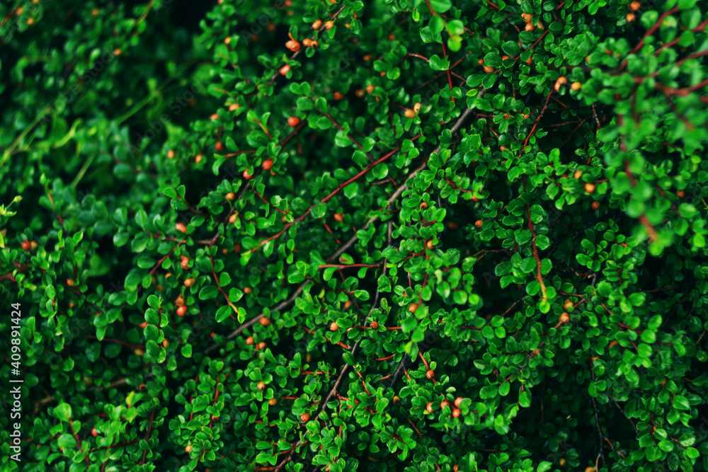 Green leaves background.