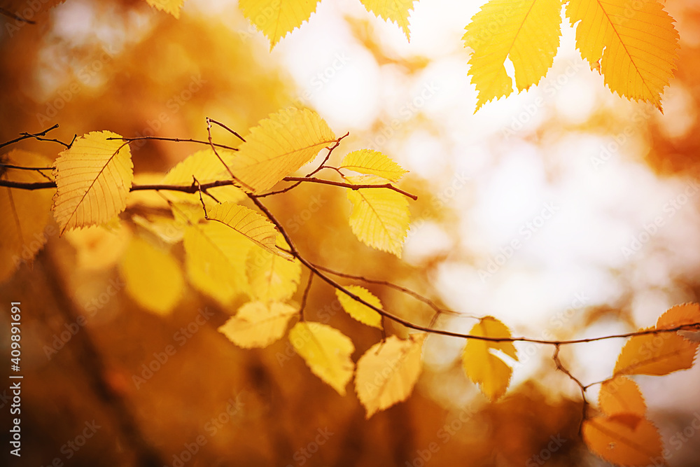 Obraz premium Yellowed in the autumn, the leaves of the linden on the thin branches are illuminated by bright sunlight. Warm golden autumn.