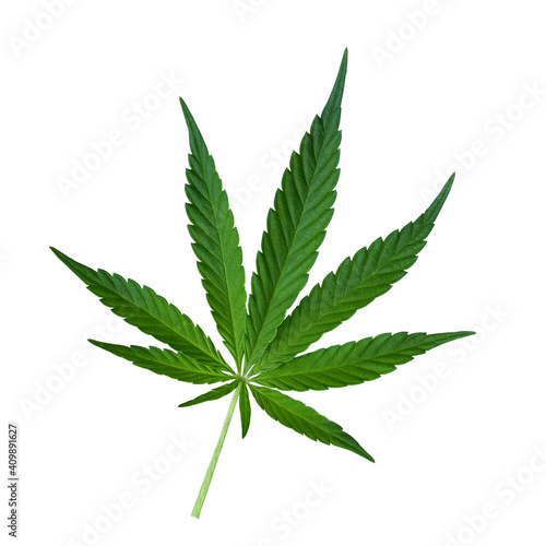 Green Cannabis leaf isolated on white. Hemp leaf cutout close up. Marijuana drugs is produced from Cannabis leaf