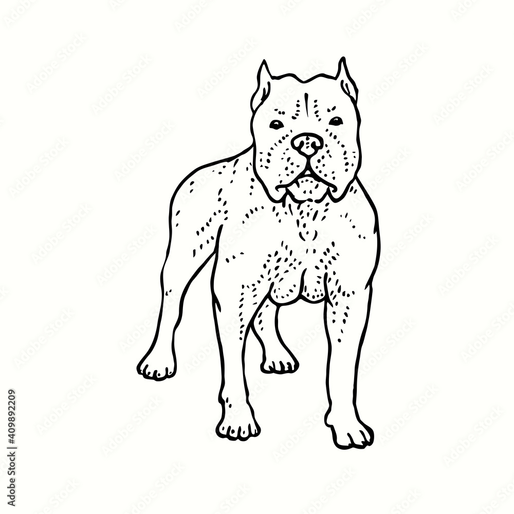 American pit bull terrier standing, front view. Ink black and white drawing. Vector illustration