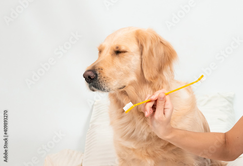 Girls hand hold a muzzle and a toothbrush. Woman brushing teeth a golden retriever dog with toothbrush at home. Pets dental hygiene concept