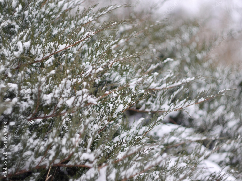 snow covered branches Juniperus sabina, the savin juniper or savin