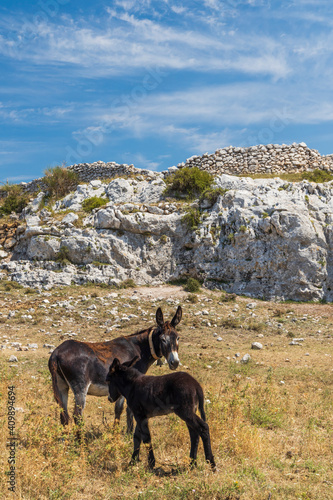 Donkey near Monte Sant Angelo, Apulia region, Italy