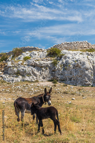 Fotografija Donkey near Monte Sant Angelo, Apulia region, Italy