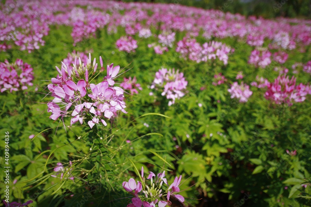 Pink spider flower or cleome spinosa linn, close up in the garden. Pink spider flower or cleome spinosa linn, close up in the garden.