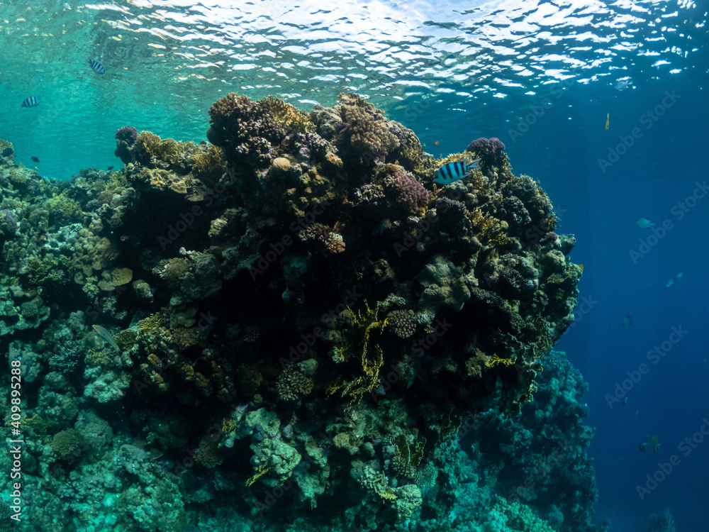 Fototapeta premium Wonderful underwater life in coral reef of Red sea