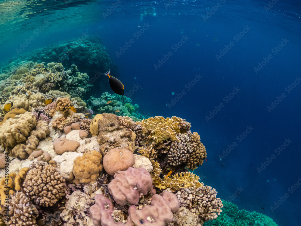 Fototapeta premium Amazing underwater life in colorful coral reef of Red sea