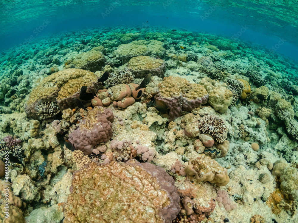 Beautiful view of colorful coral reef in Red sea