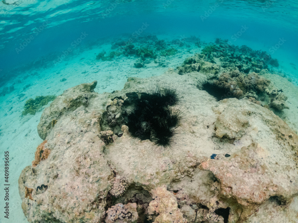 Fototapeta premium Photo of black urchins living in coral reef of Red sea
