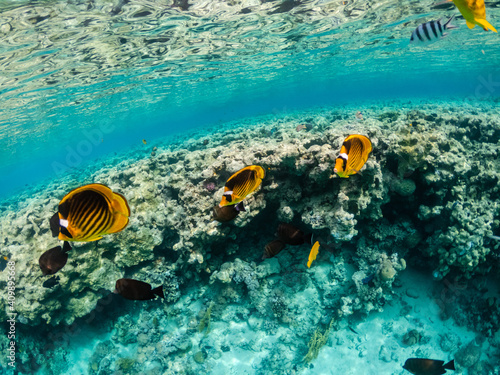 Amazing exotic yellow fishes in coral reef of Red sea