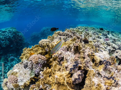 Amazing colorful coral reef with exotic fishes of Red sea